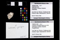 Foto (Objekt + Etikett) von Lemacola cf. jenniferae (Robins et al., 2016)  (NHMW-GEO-1990-0041-3981)